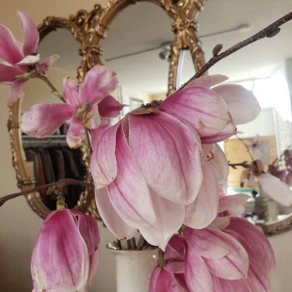 Luxe consignmet  376 pleasant st Northampton MA 01060 - Picture 12 of 12